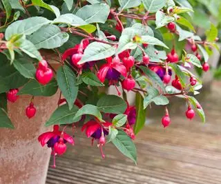 Floración fucsia Dollar Princess en contenedor de otoño