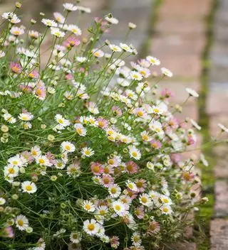 Nube de erigeron karvinskianus
