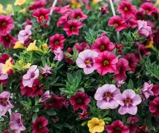 Flores de Calibrachoa rosas, ruborizadas y amarillas en una cesta colgante
