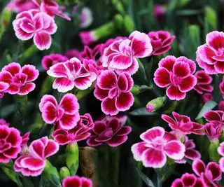 clavel