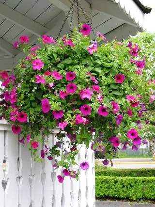 Cesta colgante llena de petunias en el porche