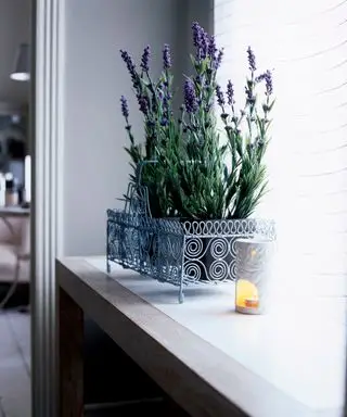 Esposizione di fiori: composizione, lavanda in vaso in cesto di filo metallico