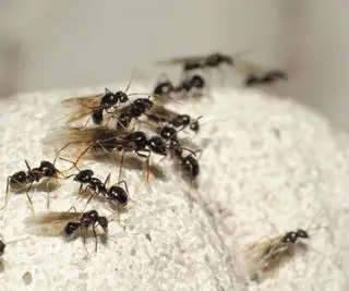 Eine Gruppe fliegender Ameisen auf einer beigen, rauen Oberfläche