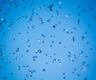 Ein Schwarm fliegender Ameisen gegen einen blauen Himmel