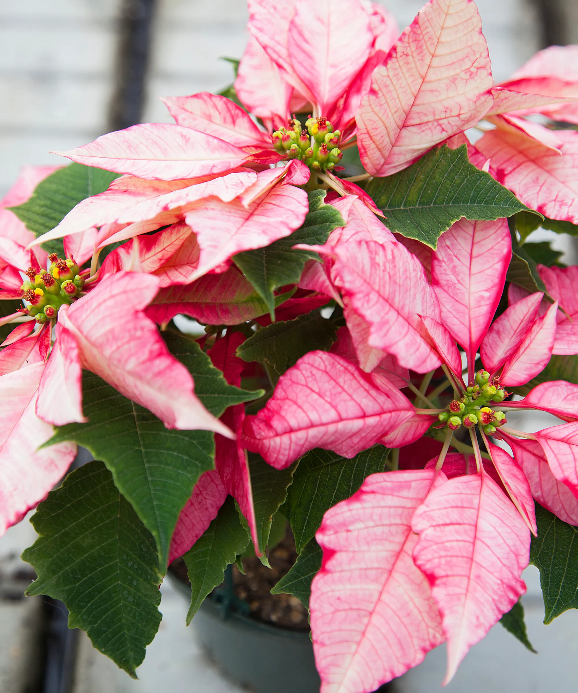Planta de poinsettia abigarrada rosa y blanca' loading='lazy' title=