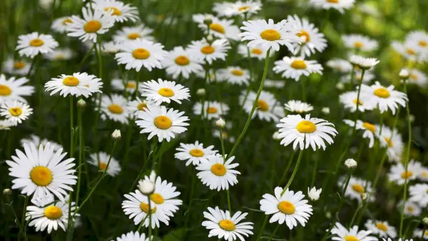 Hvornår skal du skære tusindfryd – for sunde planter og masser af blomster