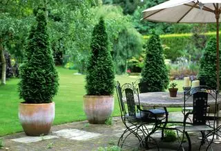 Conifères sculpturaux en pots à côté du coin salon du patio