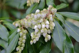 Fleurs blanches de Pieris japonica