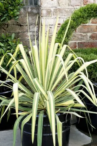 Yucca épée dorée en pot