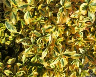 Fortune euonyme «Emerald n Gold»