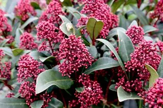 Skimmia japonica « Rubéole » Skimmia Rubéole
