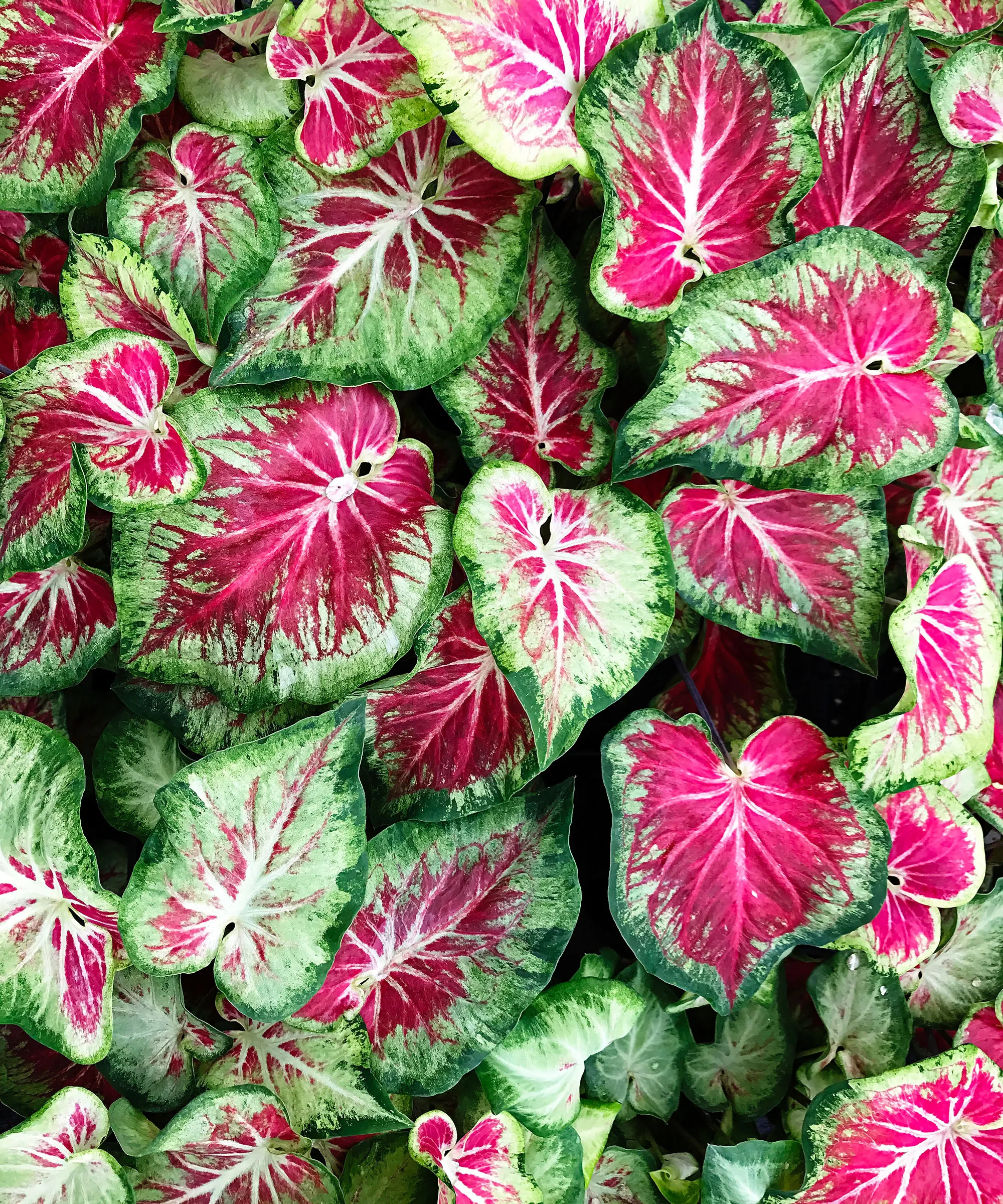 עלים בצורת לב של צמח קלדיום הידוע גם בשם כנפי מלאך' loading='lazy' title=