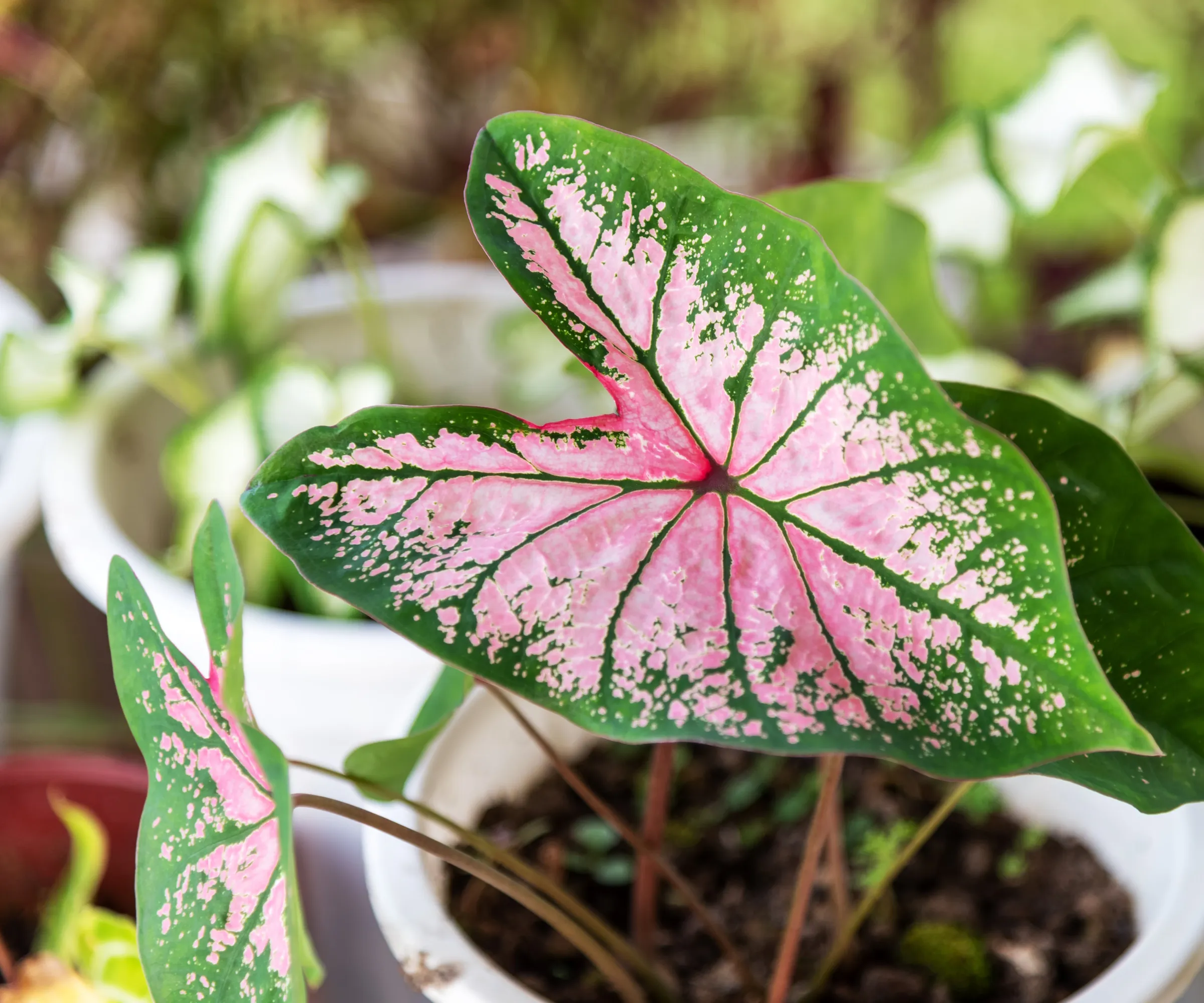 Caladium Pink Splash בסיר לבן' loading='lazy' title=