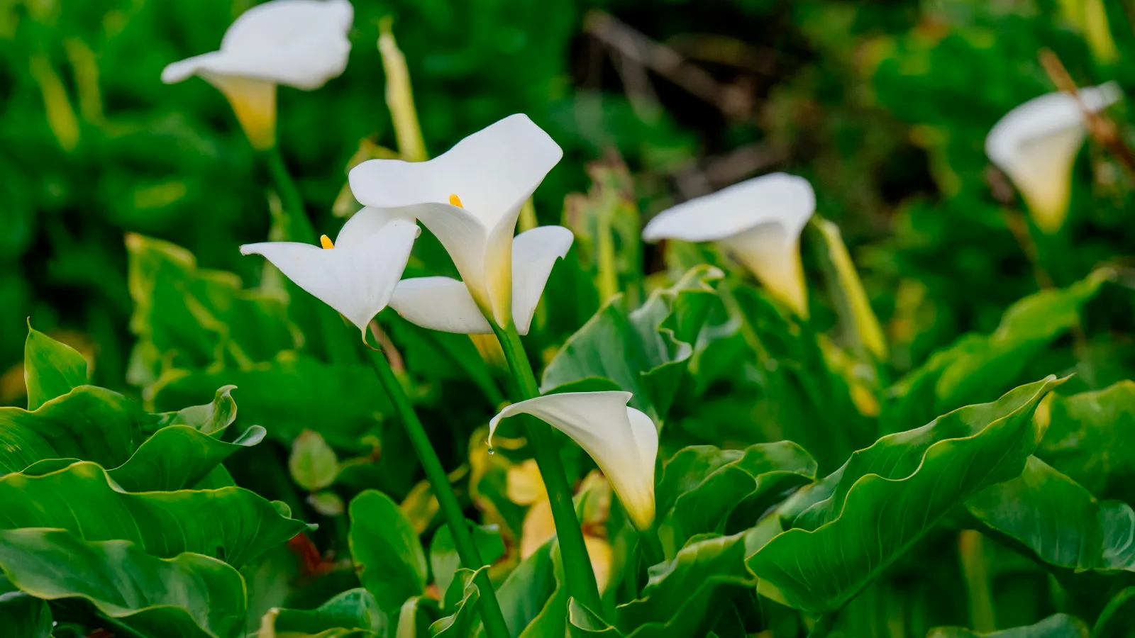 תחילת נובמבר היא ההזדמנות האחרונה שלך לחורף קלדיומים - הנה מה לעשות עם הנורות הטרופיות שלך כדי לאחסן אותן כראוי