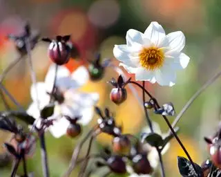 Dahlia Twining