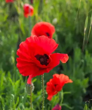 Šarlátové kvety divého Flámskeho maku