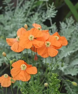 Jemné oranžové kvety arménskeho maku (Papaver triniifolium)