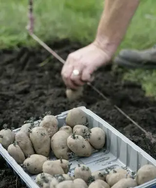Patatas cortadas plantadas a mano