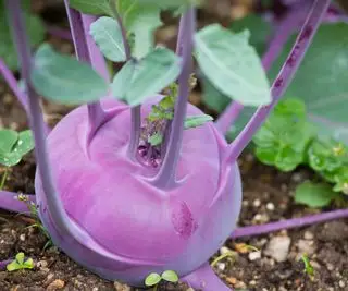 Plantas de colinabo con signos tempranos de malezas en el huerto