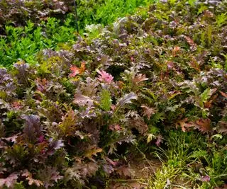 Mizuna roja creciendo en un jardín.