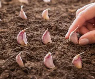 Dientes de ajo plantados a mano en el suelo