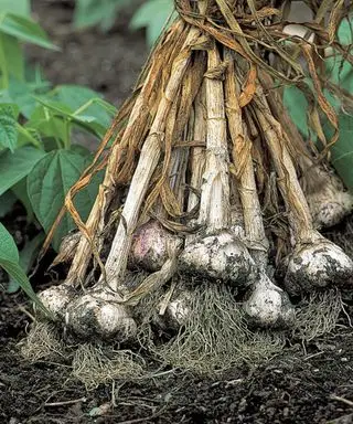 Cómo cultivar plantas de ajo
