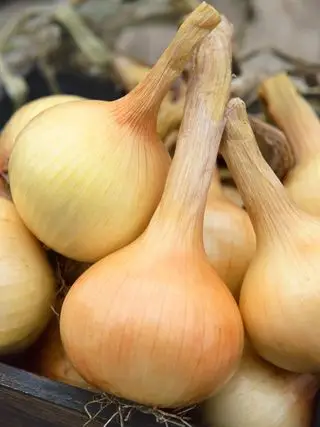 Cebolla, Walla Walla Dulce