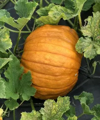 Calabaza grande que crece en la vid