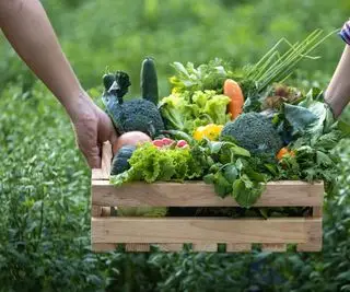 Mano de agricultores llevando la bandeja de madera llena de verduras orgánicas recién recogidas