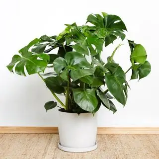 Rastlina Greendigs monstera