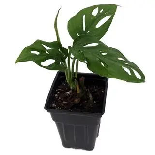 Malá Monstera v čiernom plastovom kvetináči na bielom pozadí