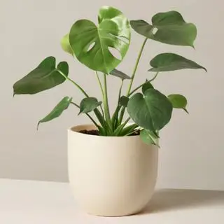 Rastlina monstera v krémovom kvetináči na bielom pozadí