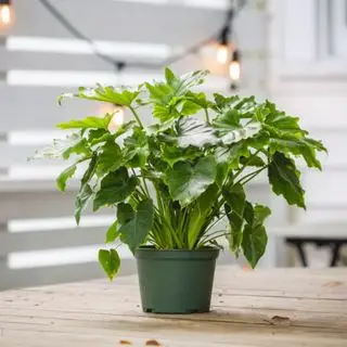 Shangri-la filodendron na drevenej palube
