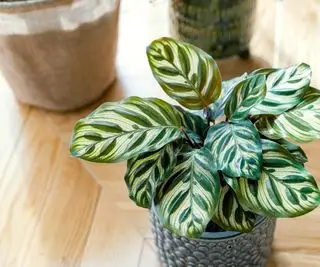 Calathea v sivom textúrovanom kvetináči na stole