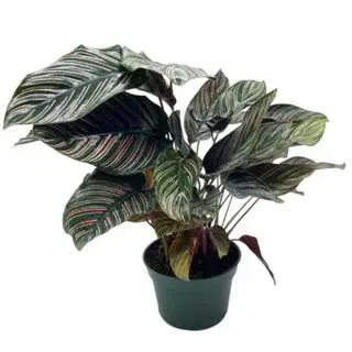 Pinstipe Calathea na priehľadnom pozadí