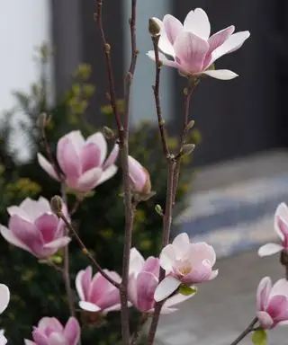 Magnolienbaum