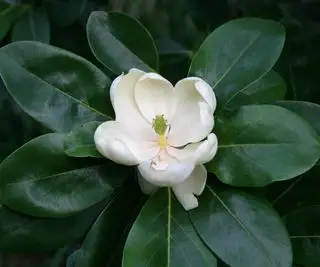 Weiße Blüte der Magnolia virginiana (Sweet Bay Magnolia)