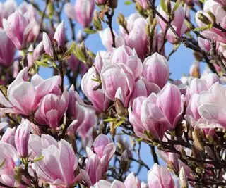 Blüten der Magnolia soulangeana