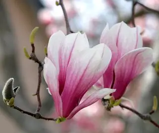 Rosa Blüten der Magnolia Liliiflora