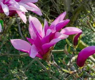 rosa Blüten der Magnolie
