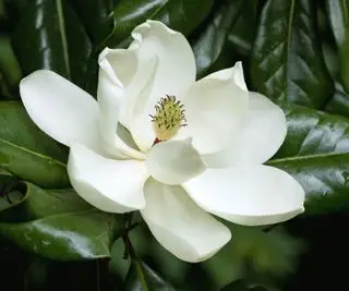 weiße Blüte des Baumes Magnolia grandiflora