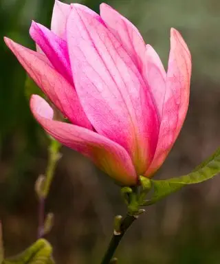 Magnolie