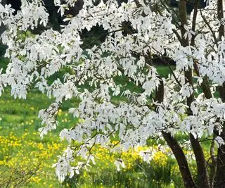 Blühender Magnolia salicifolia-Baum