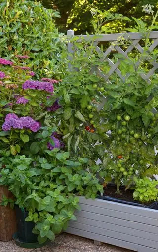 køkkenhave ideer - espalier