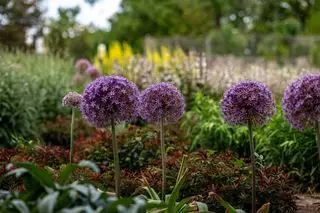 ledsager plantning af løg allium i border unsplash mana5280