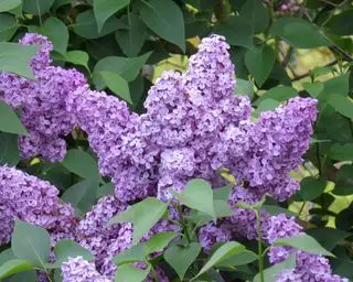 lilla blomster på en busk