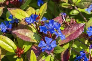 Ceratostigma plumbaginoides en sommer efterårsblomst plante almindeligvis kendt som blåblomstret blyurt
