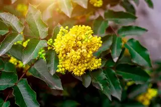 Lyse gule Mahonia aquifolium busk blomster på grønne blade baggrund i haven i forårssæsonen tæt på