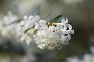Osmanthus hvide blomster