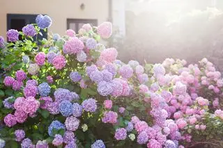 Hortensia have ved hus ved solnedgang. Buskene er lyserøde, blå, lilla, lilla. Blomster blomstrer på landet og i byens gader om foråret og sommeren udendørs